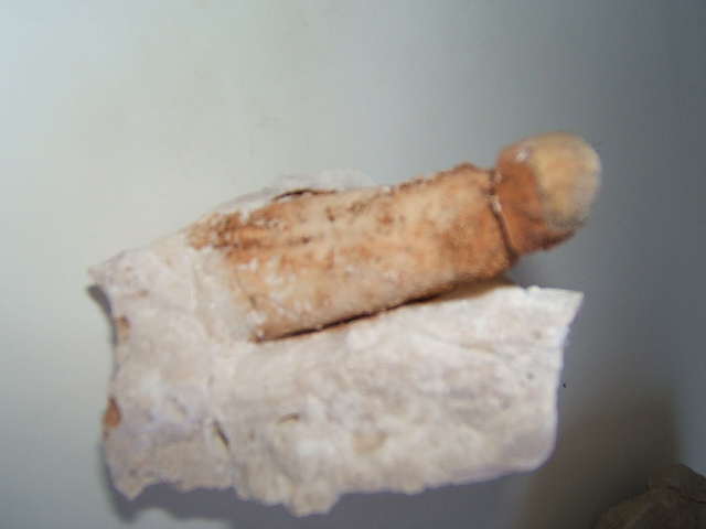 Paleoquiz: che fossile �?